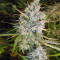 Graines de cannabis Malawi (Ace Seeds)