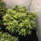 Graines de cannabis Mandarin Cookies (00 Seeds)