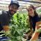 Moby Dick (Herbies Seeds)