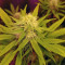 Graines de cannabis Monkey GG#4 Original Glue (Growers Choice)