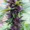 Narco Purps Auto Seeds