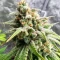 Nikki & Swami’s Lemon OG Seeds