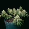 Pound Cake Auto Seeds