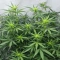 Psychotropic Mass feminized seeds