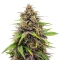Purple Haze Auto Seeds