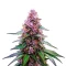 Purple Lemonade Auto Seeds