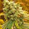 Sativa's Sour Diesel (Nirvana Seeds)