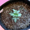 Tangie Regular seeds