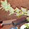 White Widow feminized seeds (Seedstockers)