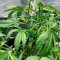 Green Crack Autoflower (Herbies Seeds)