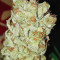 Bruce Banner Fast Version (Herbies Seeds)