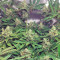 Lemon Skunk (GHS)