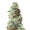 Afghan Kush Regular (White Label)