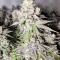 Auto Purple Gorilla Seeds