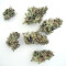 BCN Power Plant Seeds