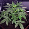 Berry Auto feminized seeds