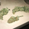 Buddha Deimos Auto Regular seeds