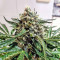 Buddha White Dwarf Seeds