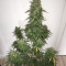 CBD Lemon Potion Auto Seeds