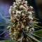 Critical Kush Seeds