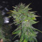 Gelato 41 (Seedstockers)