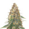 Green Gelato Automatic Auto Seeds