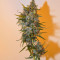 Graines de cannabis King Kong Auto (Dr Underground)
