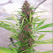 Malawi x PCK (Ace Seeds)