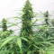 Sementes de Orange Buddy Auto (Herbies Seeds)