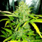 Original Auto Skunk feminized seeds