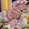 Pakistan Chitral Kush (CannaBioGen)