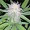 Strawberry Banana feminized seeds