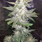 Strawberry Banana feminized seeds