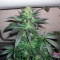 Super Lemon Haze x Clementine (GHS)
