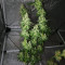 Sweet ZZ (Sweet Z) (RQS)