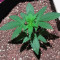 Semi femminizzati Sweet Valley Kush x Amnesia x Dosidos