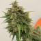 Tangie'matic Auto Seeds