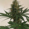 Critical Auto feminized seeds