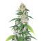 Wernard Express Auto (Positronics Seeds)