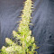 Zamaldelica Regular seeds