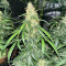 Auto GG#4 Original Glue F1 เมล็ดพันธุ์สตรี (Seedkeepers)