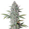 Bruce Banner Auto feminized seeds
