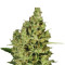 Delahaze feminized seeds