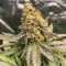 Girl Scout Cookies Fast Version Feminized Seeds (Easy Grow Seeds)