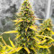 Kosher Kush 66 Autoflower Feminized Seeds (Easy Grow Seeds)