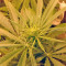NL5 Haze Mist femminuccia