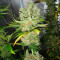 Northern Lights X Skunk #1 Seeds