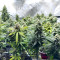 NY Diesel (Herbies Seeds)