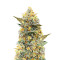Power Plant (Herbies Seeds)