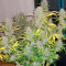 Semi Femminizzati Red Strawberry Banana Auto (Sweet Seeds)